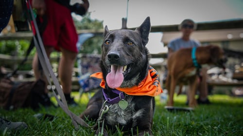 INDIGO - INDEED A GOOD BOY! - Australian Cattle Dog/Blue Heeler available for adoption