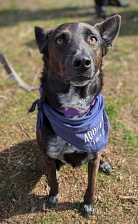 Indigo - Indeed a Good Boy! - Photo 4