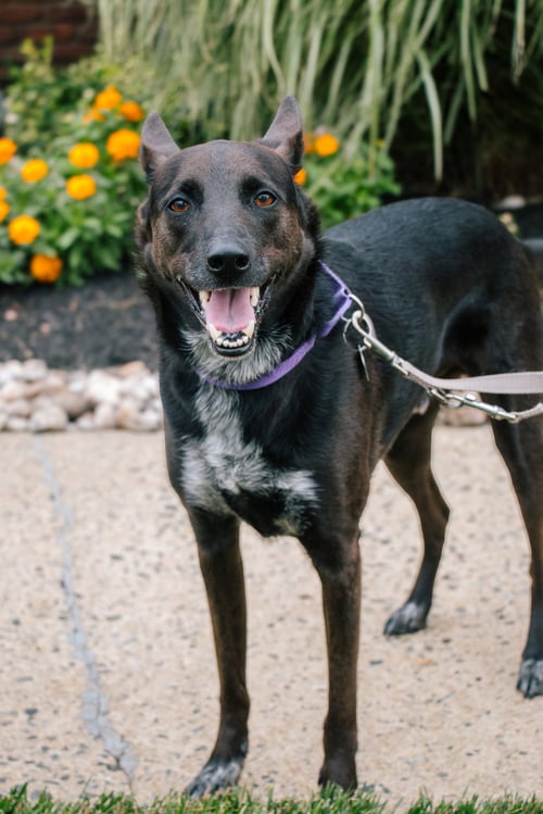 INDIGO - INDEED A GOOD BOY! - Australian Cattle Dog/Blue Heeler available for adoption