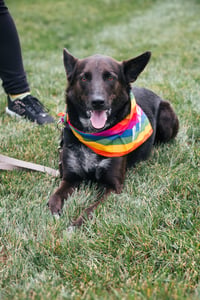 Indigo - Indeed a Good Boy! - Photo 5