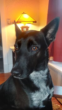 Indigo - Indeed a Good Boy! - Photo 10