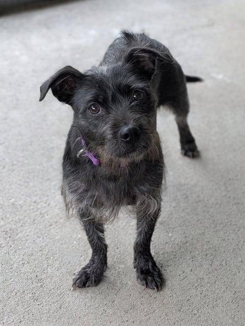 BROOKE- CUTENESS OVERLOAD - Wirehaired Fox Terrier available for adoption
