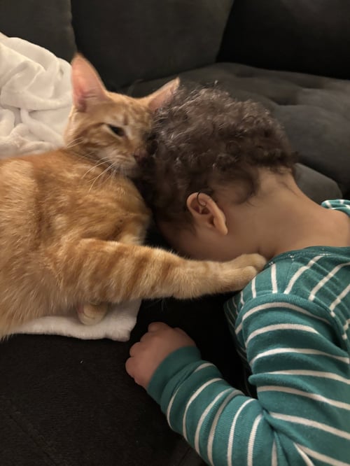TANGERINE - Domestic Short Hair available for adoption