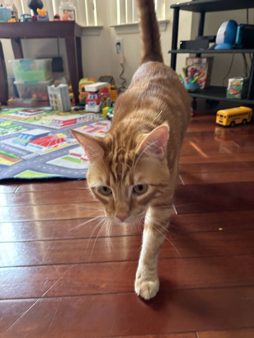TANGERINE - Domestic Short Hair available for adoption