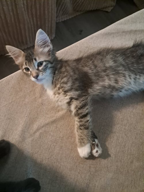 MAVERICK - LOOKING FOR HIS GOOSE! - American Shorthair available for adoption