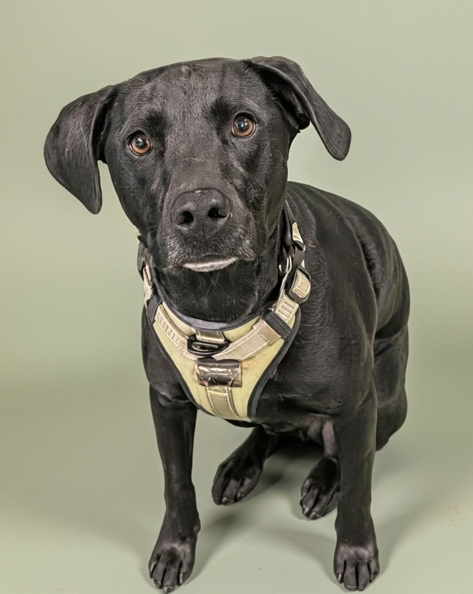 SLATE- BEST BOY! - Labrador Retriever / Staffordshire Bull Terrier available for adoption