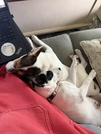 Arwin- JRT puppies - Photo 10