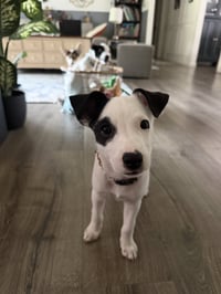 Arwin- JRT puppies - Photo 5
