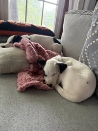 Arwin- JRT puppies - Photo 6