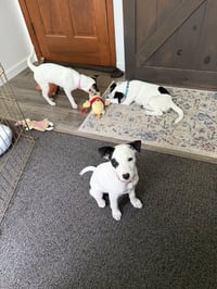 Arwin- JRT puppies - Photo 9