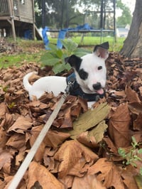 Arwin- JRT puppies - Photo 1