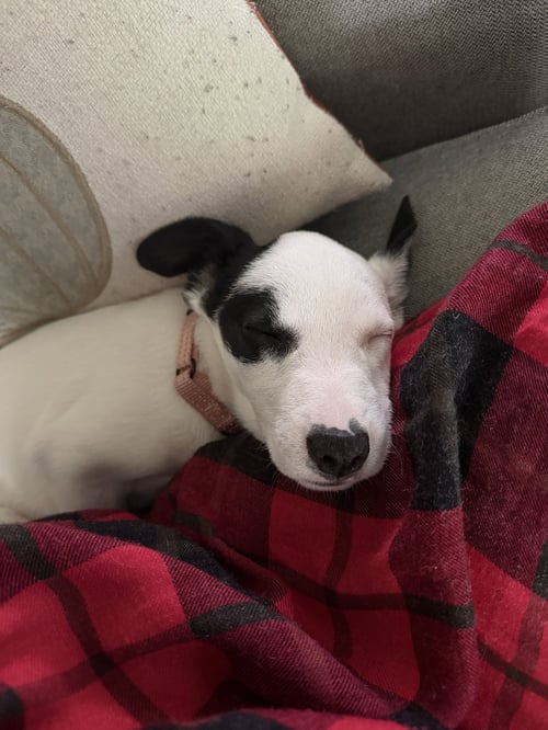 ARWIN- JRT PUPPIES - Jack Russell Terrier / American Pit Bull Terrier available for adoption