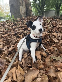Arwin- JRT puppies - Photo 8
