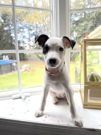 Arwin- JRT puppies - Photo 3