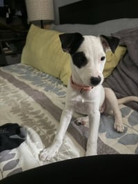 Arwin- JRT puppies - Photo 7