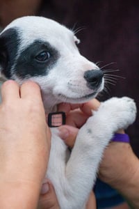 Arwin- JRT puppies - Photo 13
