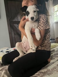 Arwin- JRT puppies - Photo 11