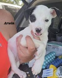 Arwin- JRT puppies - Photo 14