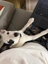 Arwin- JRT puppies - Photo 4