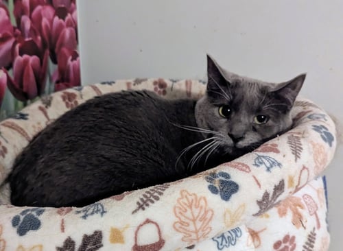 PECAN LATTE - Domestic Short Hair available for adoption