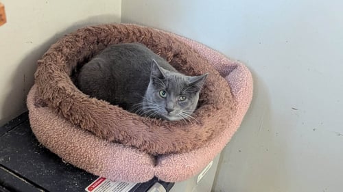 PECAN LATTE - Domestic Short Hair available for adoption