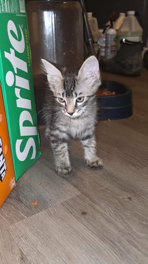 ZIPPO - WILL ZIP RIGHT INTO YOUR HEART - American Shorthair available for adoption
