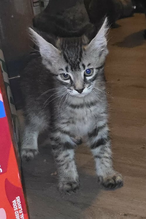 ZIPPO - WILL ZIP RIGHT INTO YOUR HEART - American Shorthair available for adoption