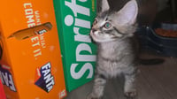 ZIPPO - Will Zip right into your heart - Photo 4