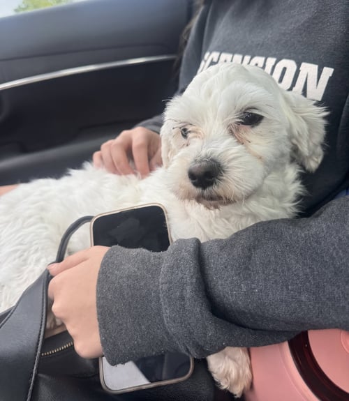 WALTER- SWEETEST BOY - Maltese / Poodle (unknown type) available for adoption