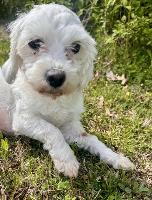 WALTER- SWEETEST BOY - Maltese / Poodle (unknown type) available for adoption