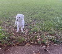 Walter- sweetest boy - Photo 3