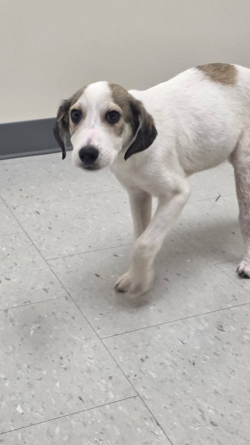 PEETIE - SWEET VELCRO ENERGY - Beagle / Labrador Retriever available for adoption
