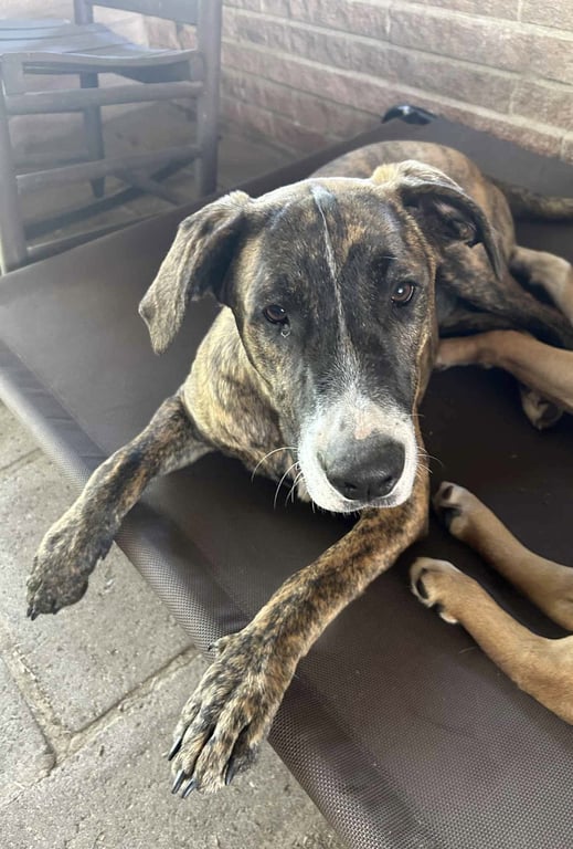 Rocky- playful pal Image