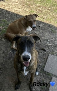 Rocky- playful pal - Photo 2