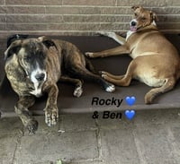 Rocky- playful pal - Photo 3