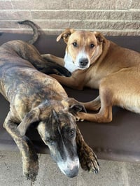 Rocky- playful pal - Photo 4