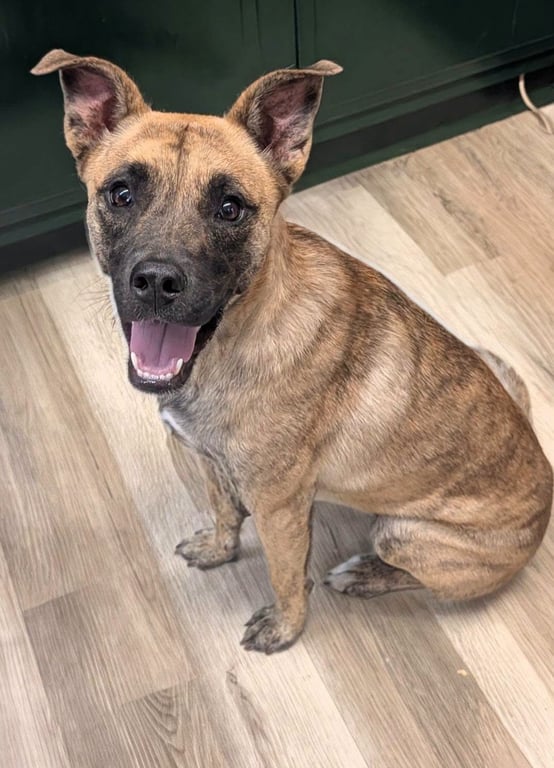 Madison- brindle beauty Image
