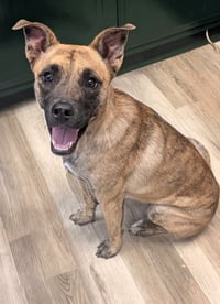 Madison- brindle beauty - Photo 1