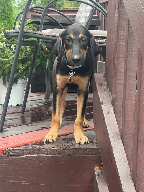 CLAIRE - ADOPTION PENDING