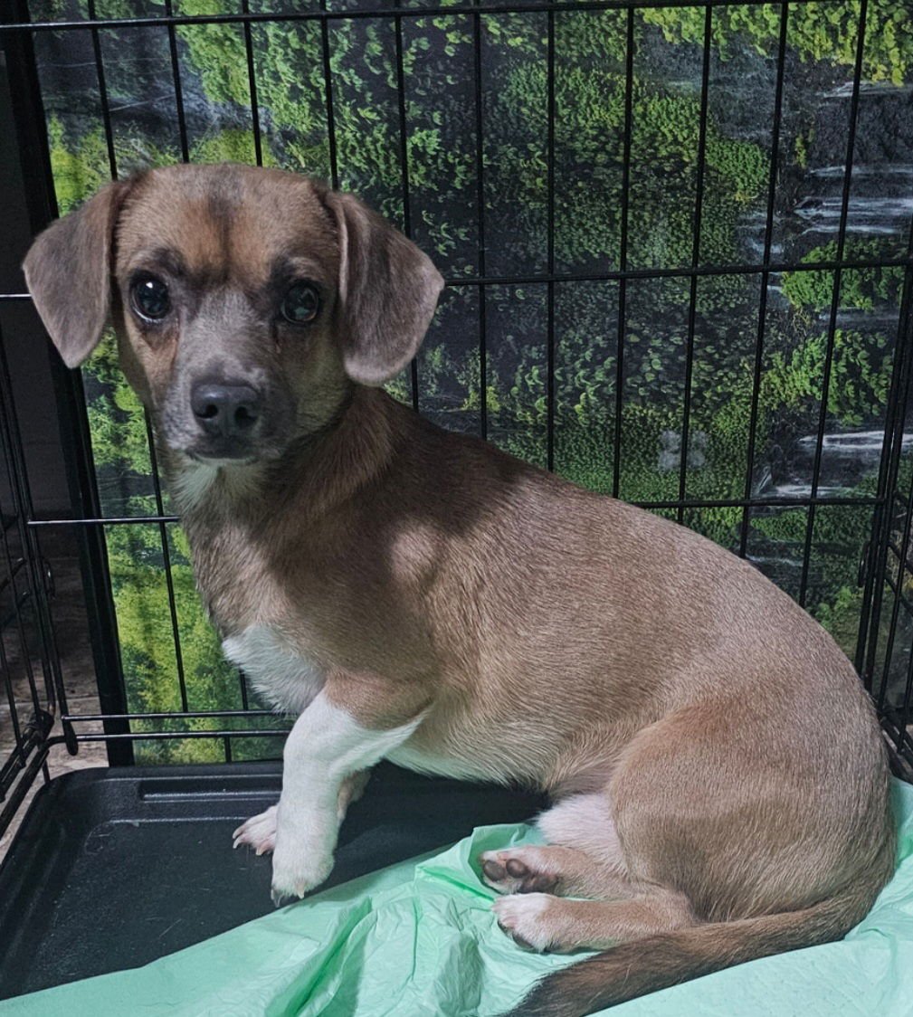 PIMBI - Dachshund / Chihuahua available for adoption