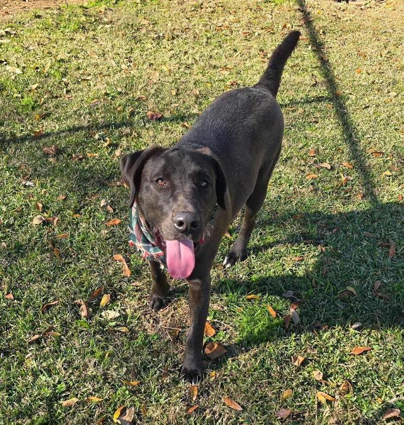 BENNY - Labrador Retriever available for adoption