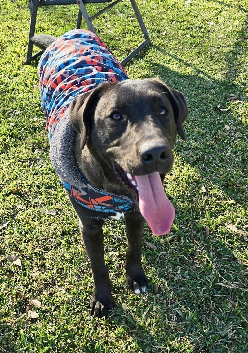 BENNY - Labrador Retriever available for adoption