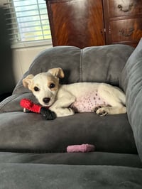 Sundae - as sweet as her name - Photo 3