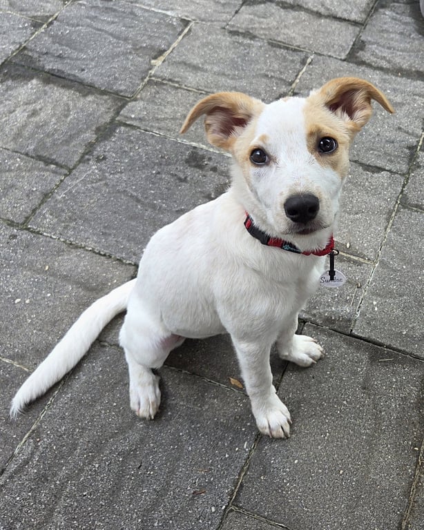 Sundae - as sweet as her name Image