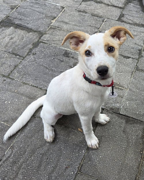SUNDAE - AS SWEET AS HER NAME - Hound available for adoption