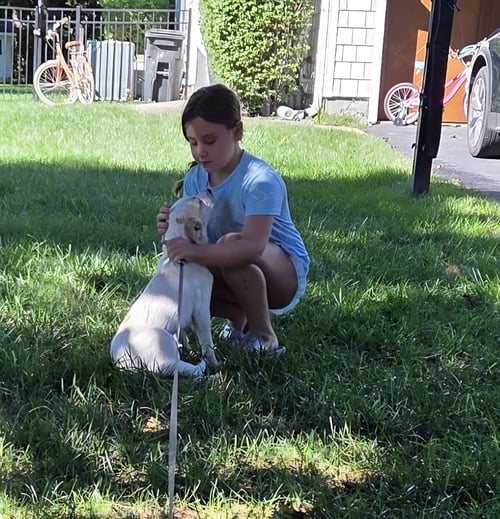 SUNDAE - AS SWEET AS HER NAME - Hound available for adoption