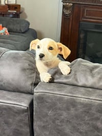 Sundae - as sweet as her name - Photo 7
