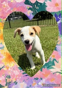 Sundae - as sweet as her name - Photo 5