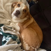 Peppa- true sweetheart - Photo 4