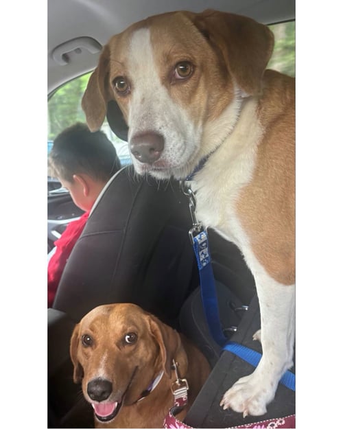 PEPPA - ADOPTION PENDING! - Labrador Retriever / Beagle available for adoption